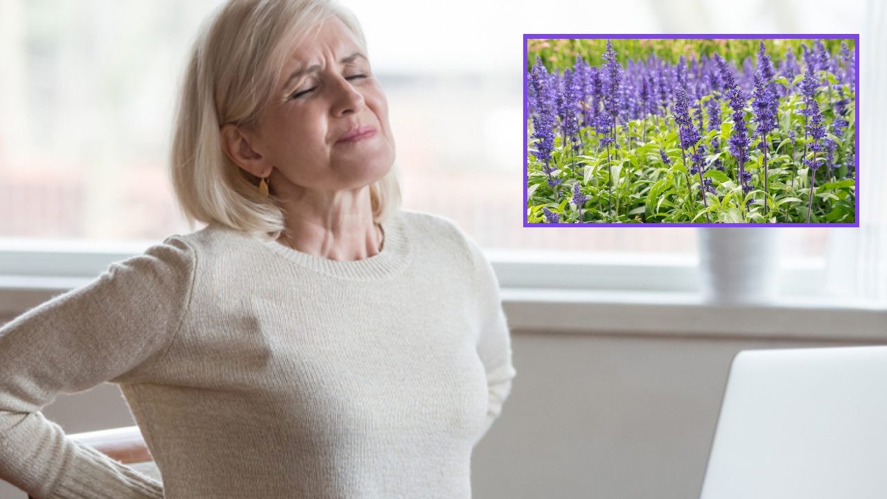 Planta para ayudar a las síntomas de la menopausia