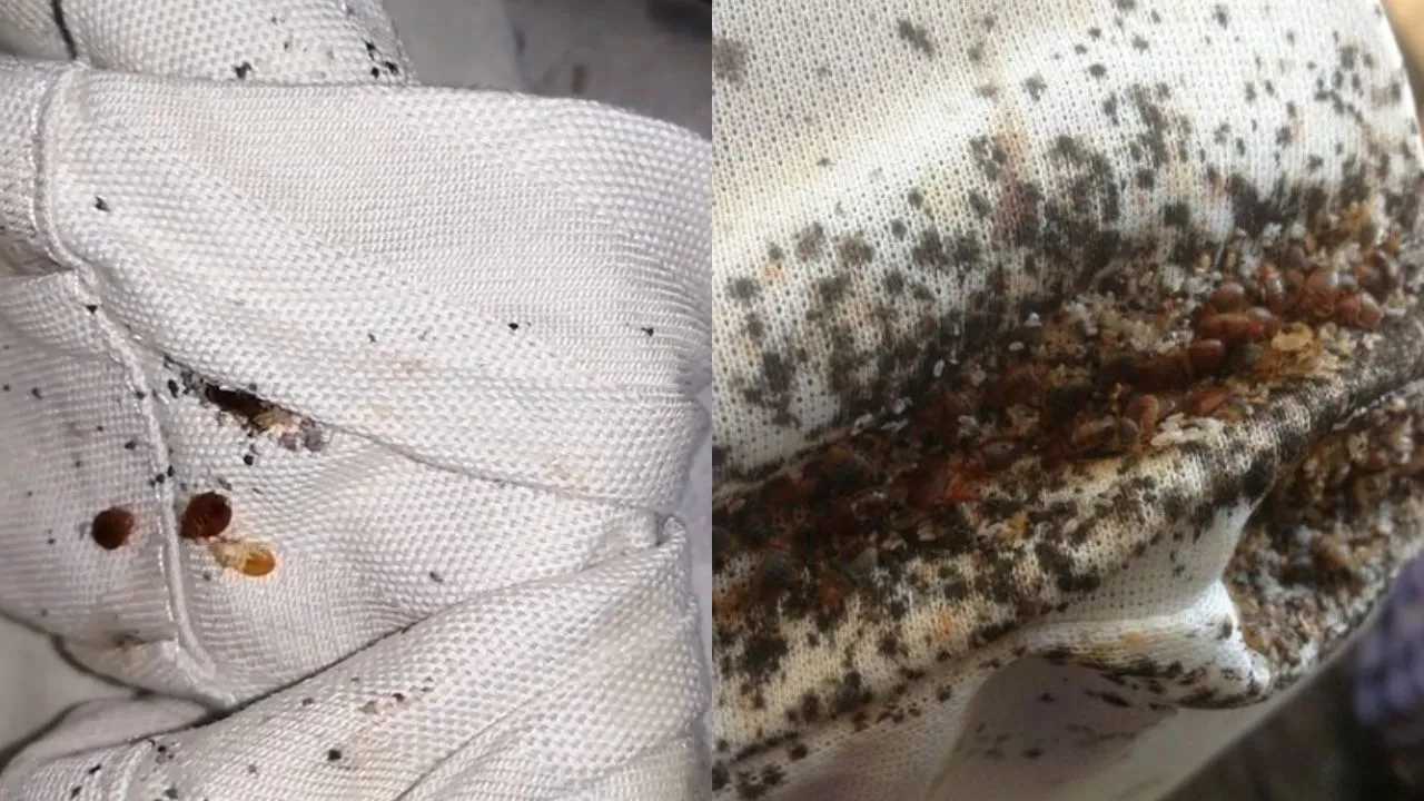 Cómo encontrar nido de chinches en casa