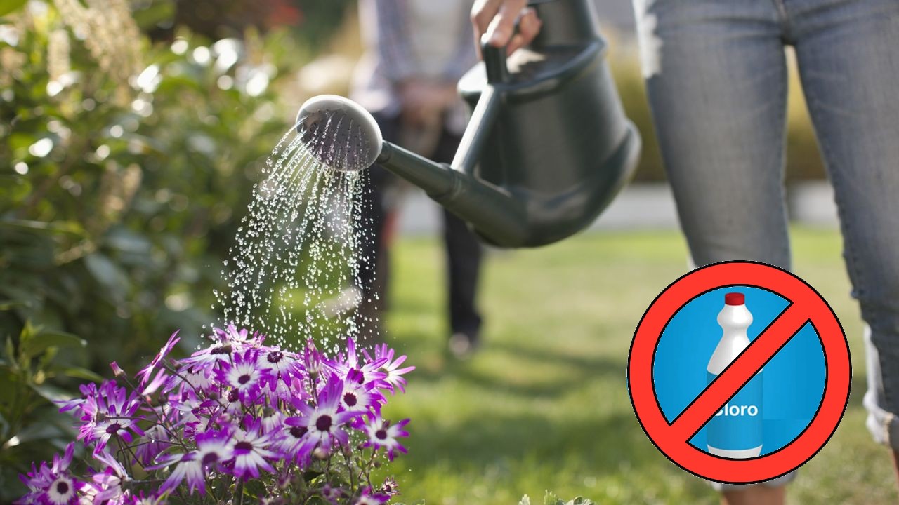 Que pasa si riegas tus plantas con el agua con cloro