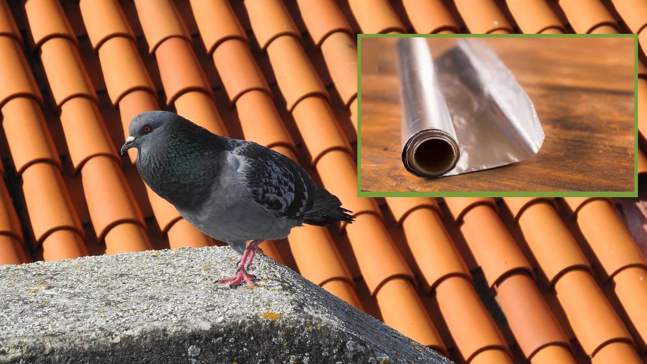 Cómo cuidar tu fachada de las palomas