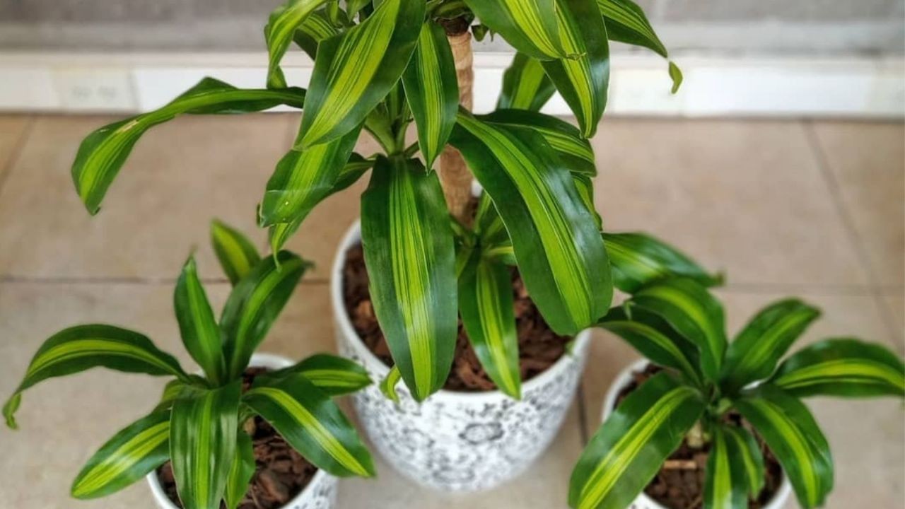 Cuidados de los palos de brasil