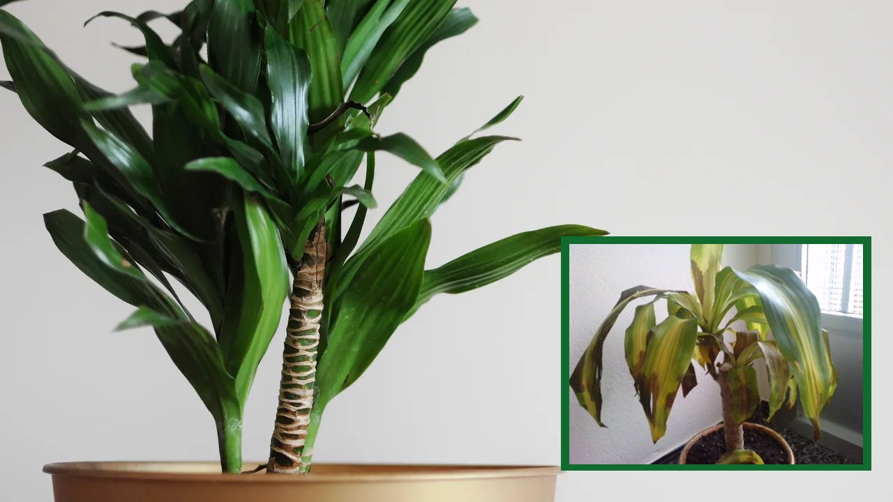 Cómo cuidar los palos de brasil