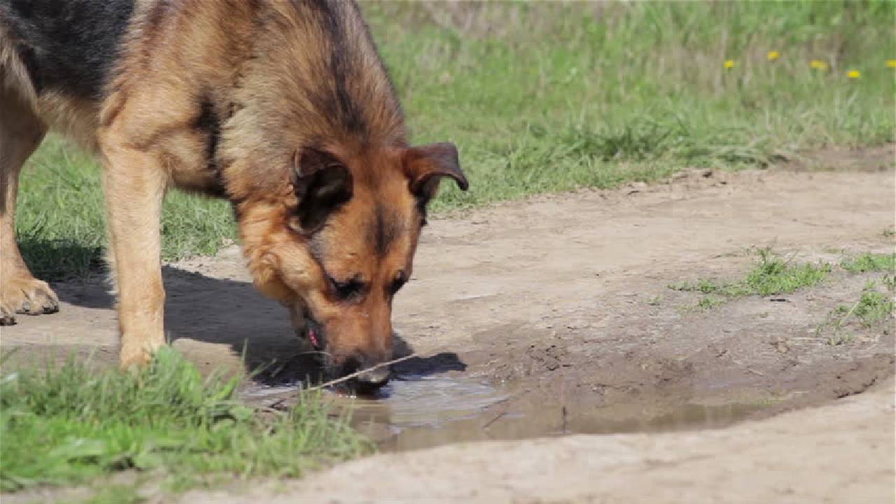 Por que no debes dejar que tu perro beba agua de los charcos