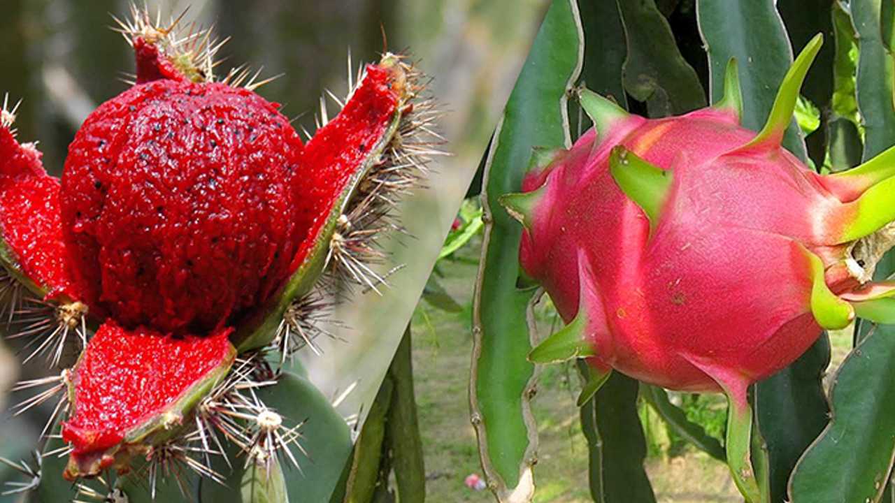 Pitaya o pitahaya diferencias