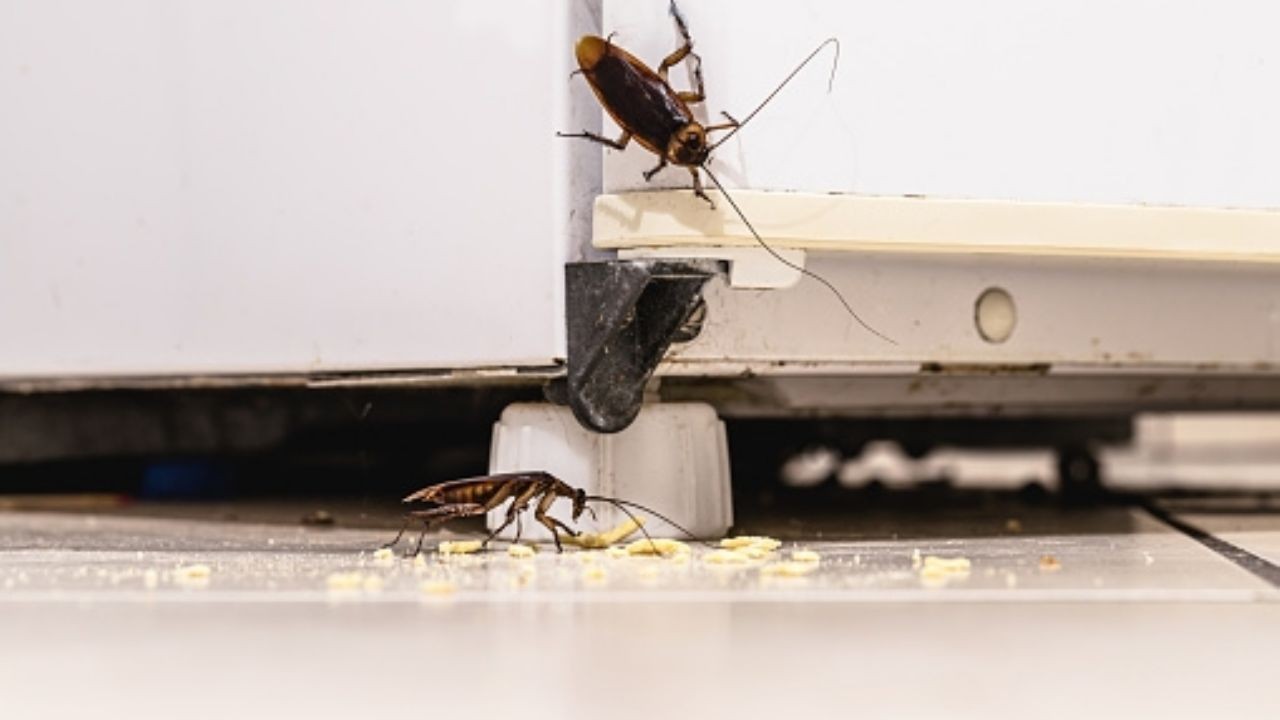 Plaga de cucarachas en casa