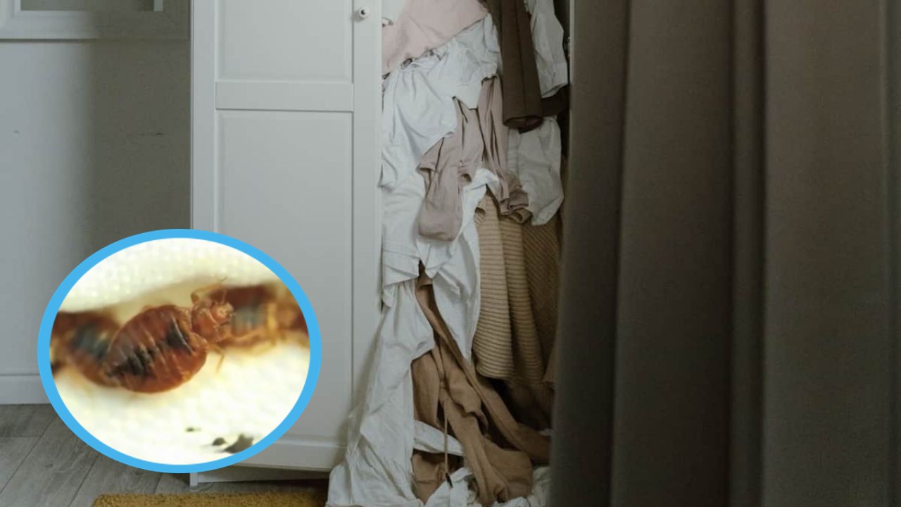 Que atrae a las chinches a casa