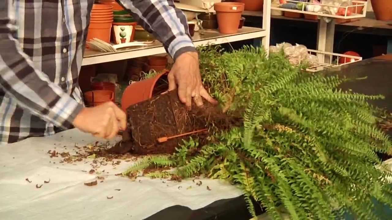 Cómo reproducir fácilmente tus helechos