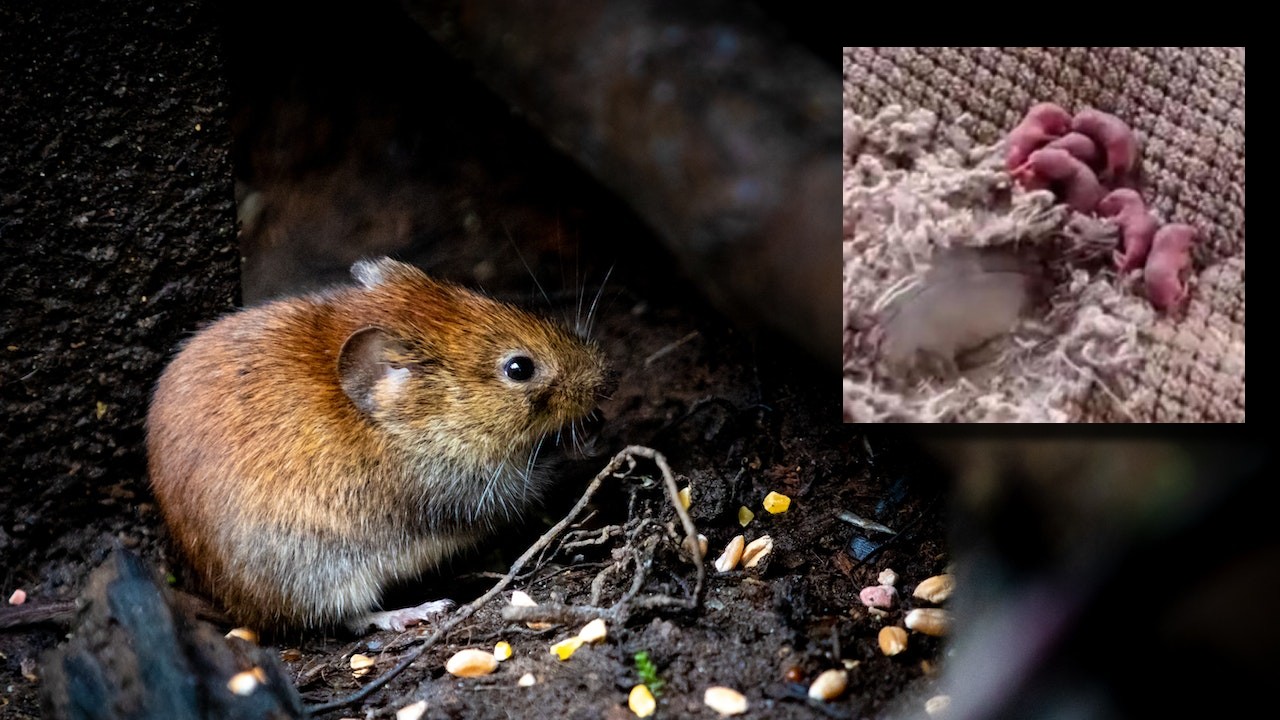 señales definitivas de que hay un nido de ratas o ratones en tu casa
