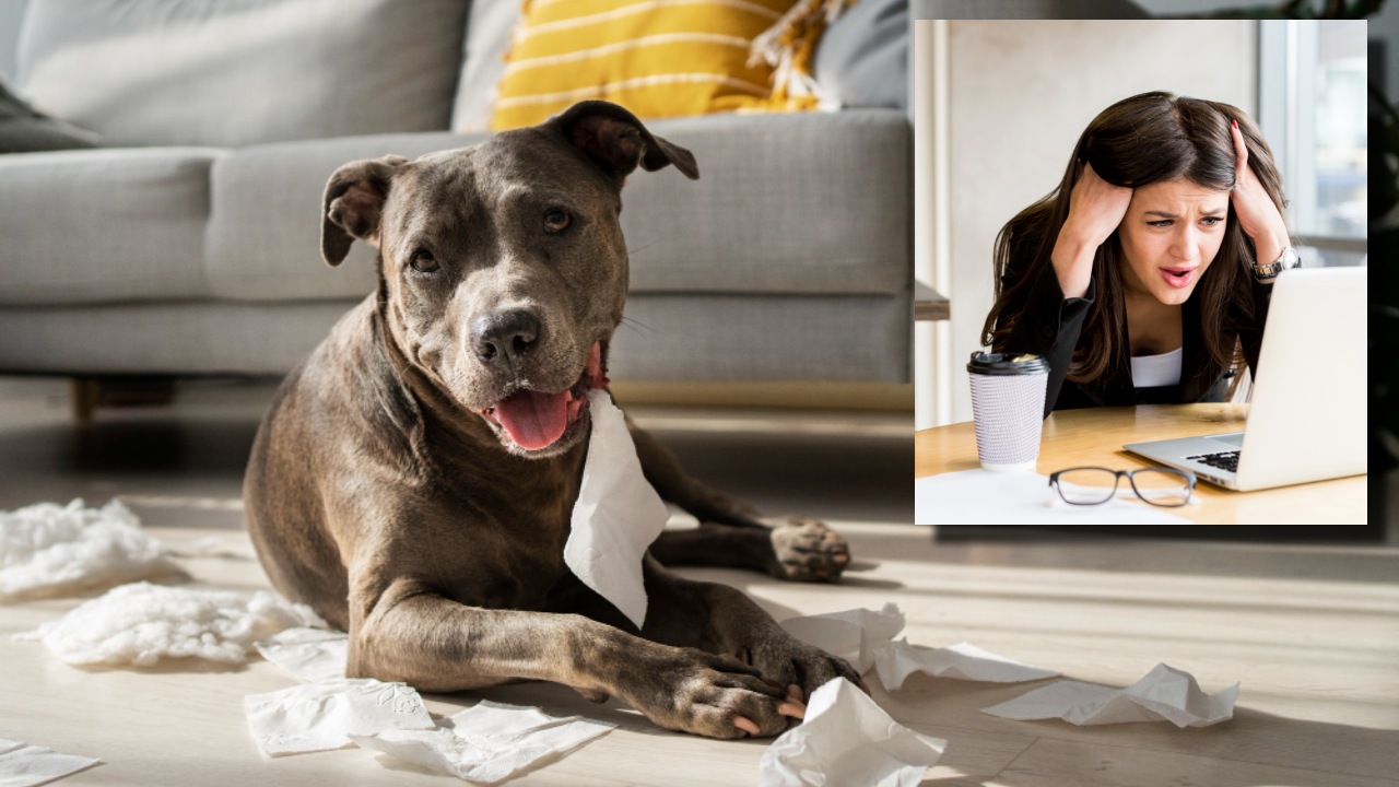 ¿Vives lleno de estrés? Puedes contagiárselo a tu perro