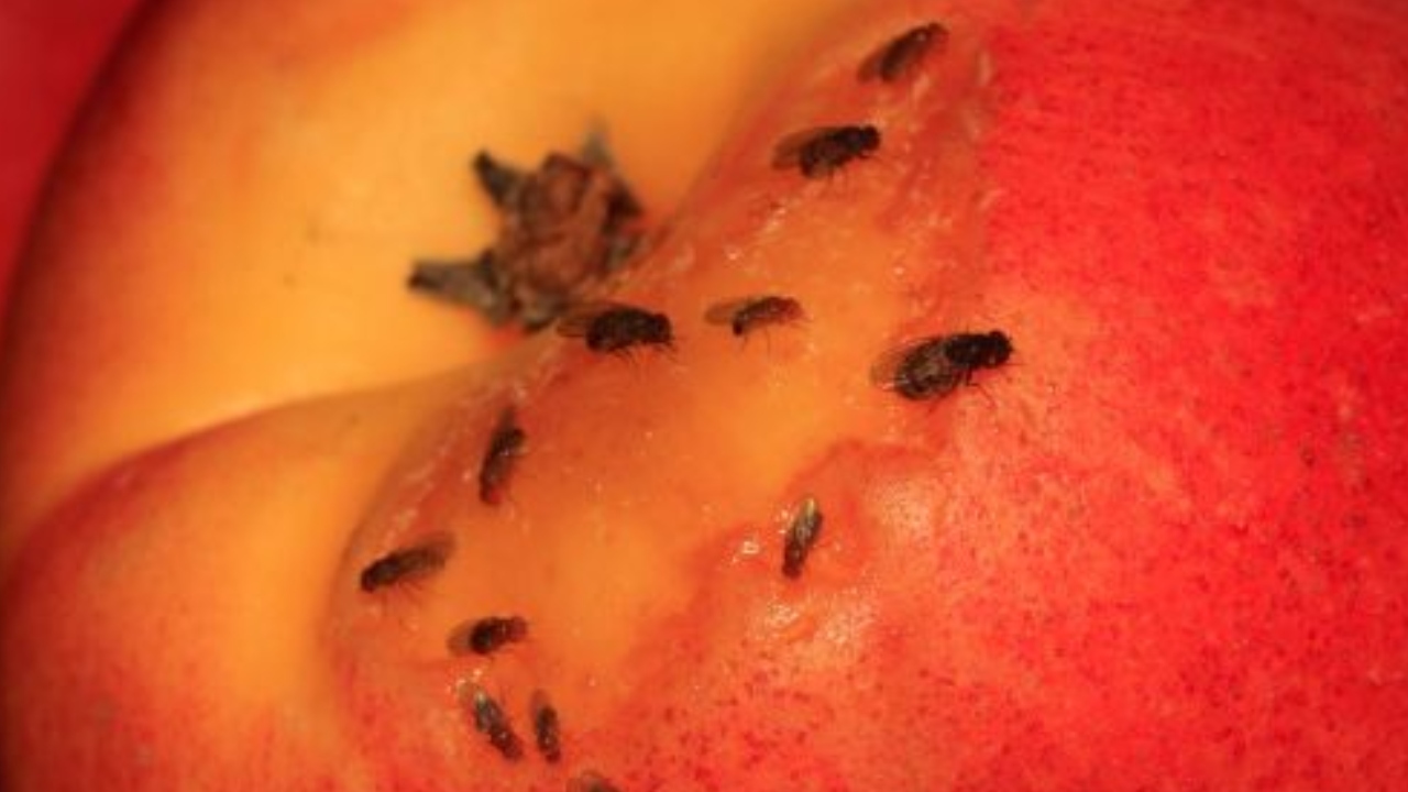 ¿Cómo deshacerse de los moscas de la fruta?