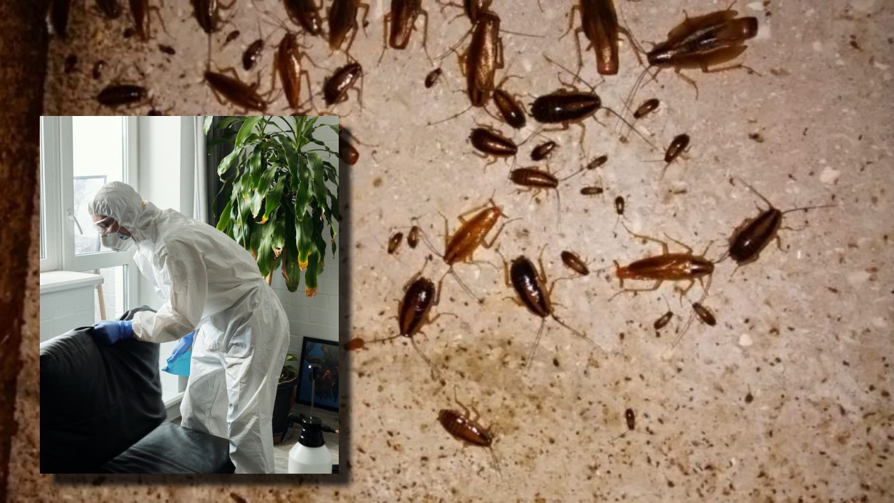 acabar con la plaga en casa