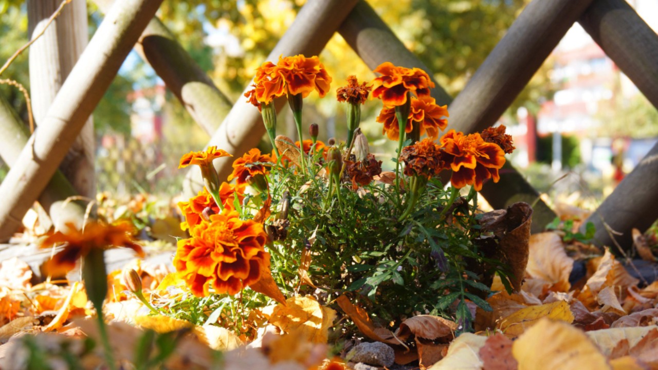 Logra la más bonita floración en otoño