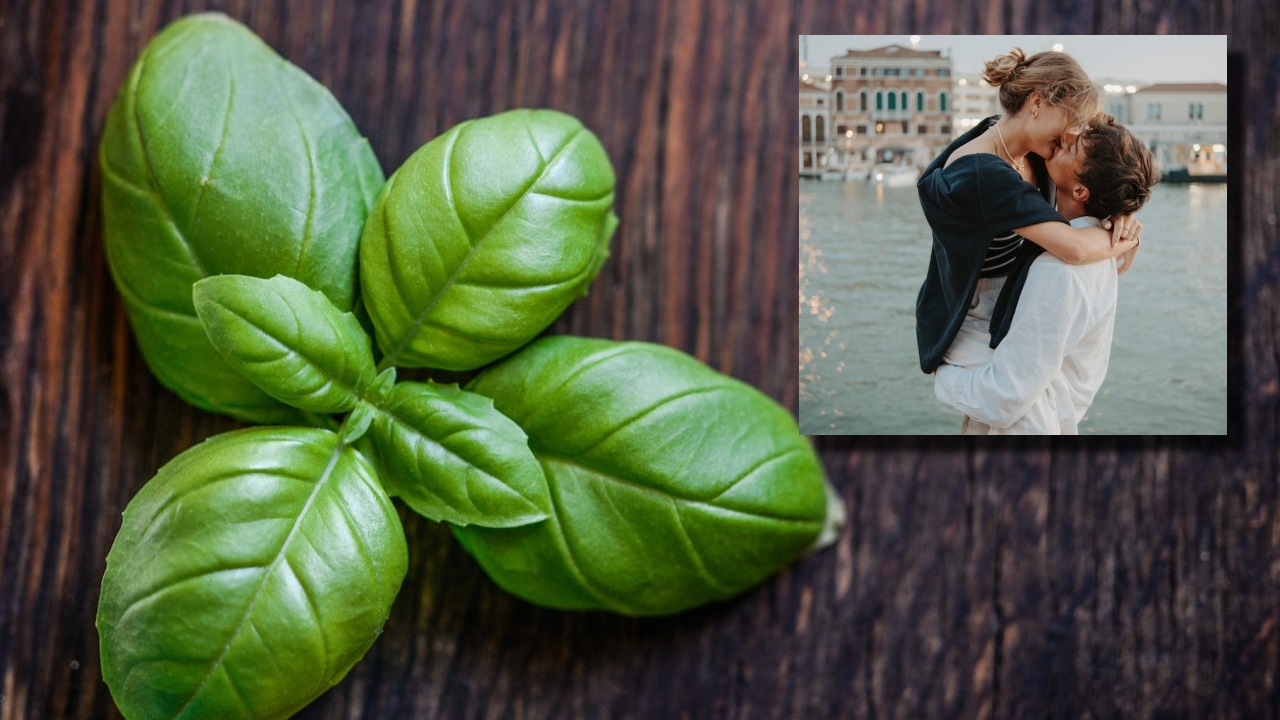 Ritual con albahaca para encontrar un amor fiel y verdadero