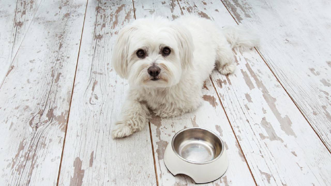 perro que vomita espuma blanca o amarilla remedios caseros