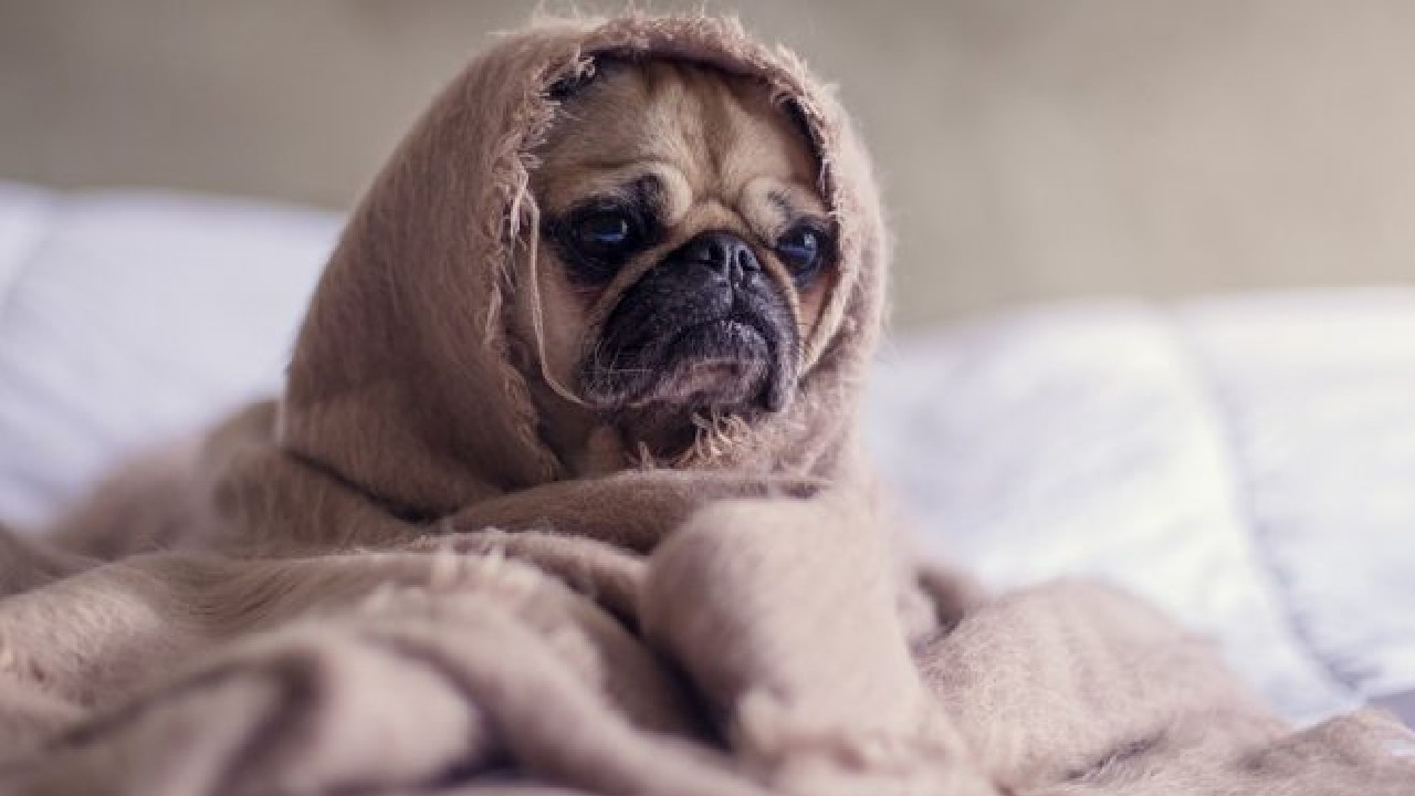 ¿Por qué mi perro tiembla?