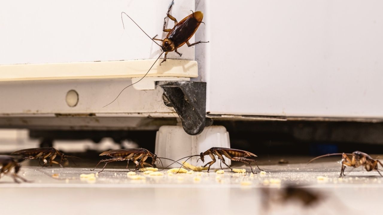 Identificar nido de cucarachas en tu refrigerador o microondas