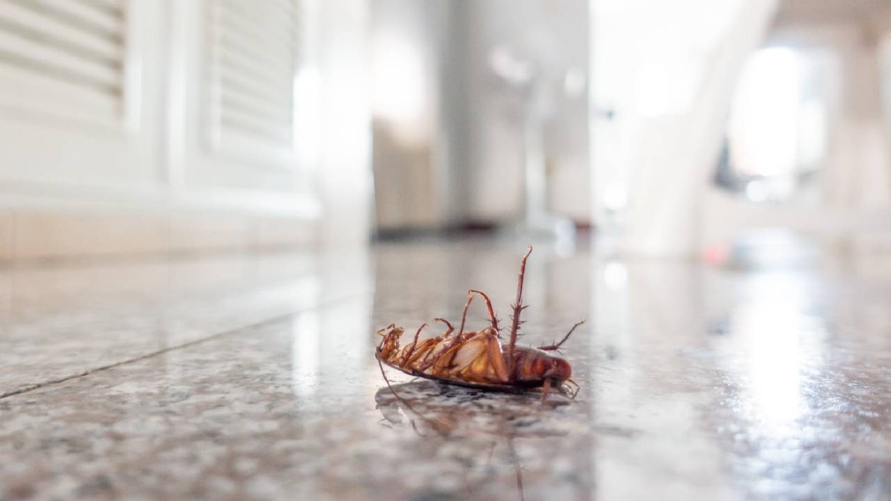 Remedios caseros que NO funcionan para eliminar las cucarachas