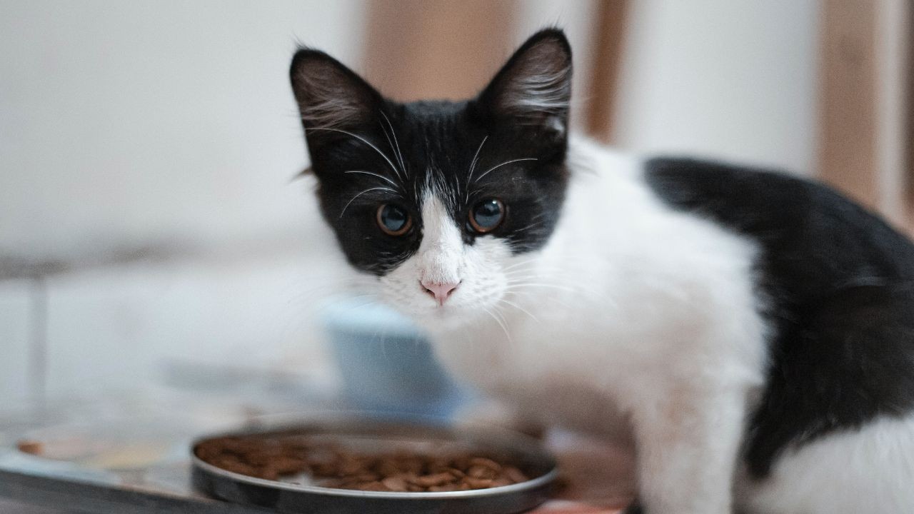 ¿Qué alimentos SÍ pueden comer los gatitos?