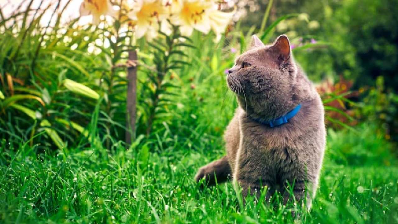 Evitar que tu gatito orine o defeque tus plantitas