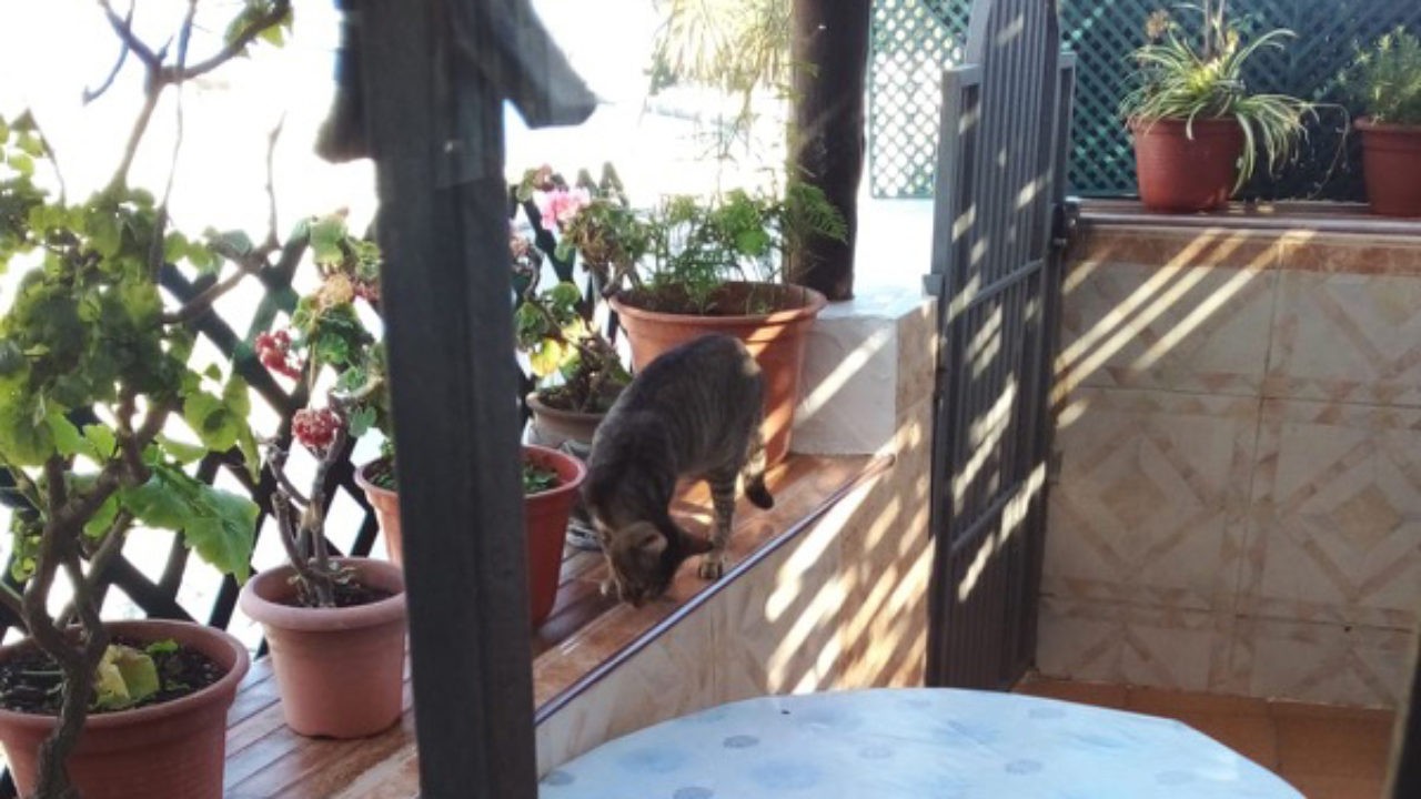 Por qué los gatos se van de casa