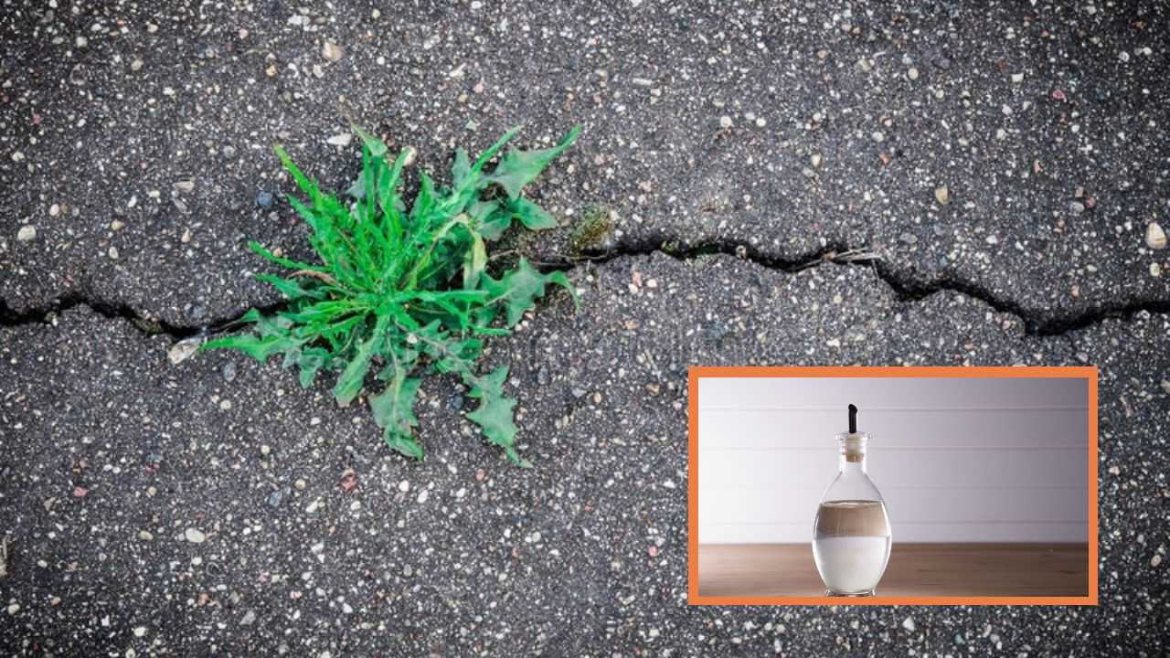 Eliminar la mala hierba del jardín