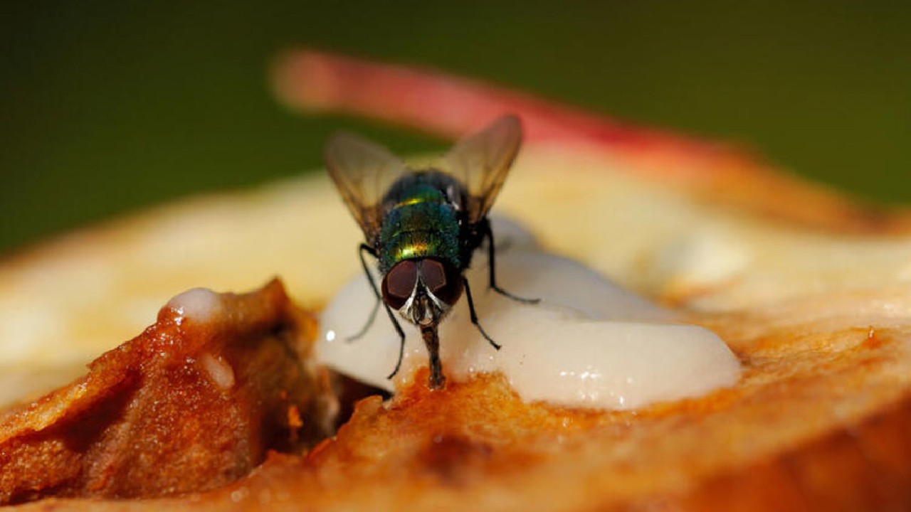 Poderosa trampa para moscas con miel