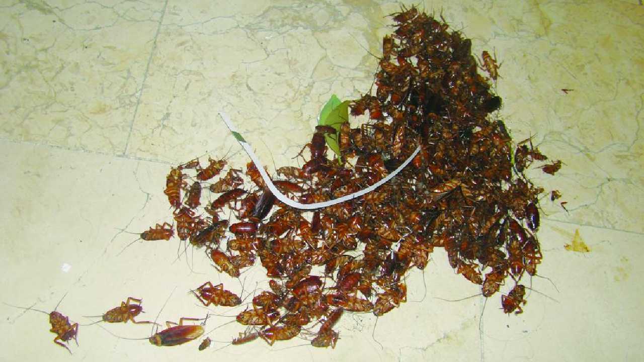 Identificar nido de cucarachas en tu refrigerador o microondas