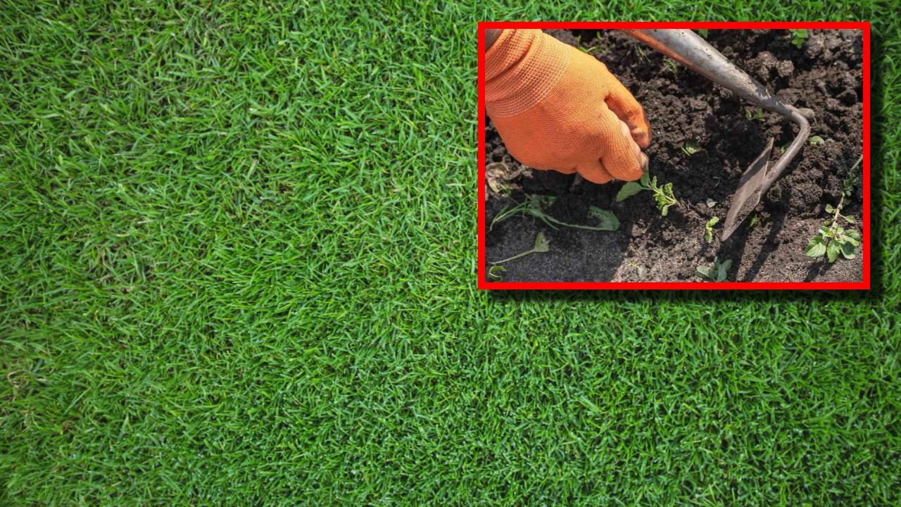 que a tu pasto no le salgan hierbas