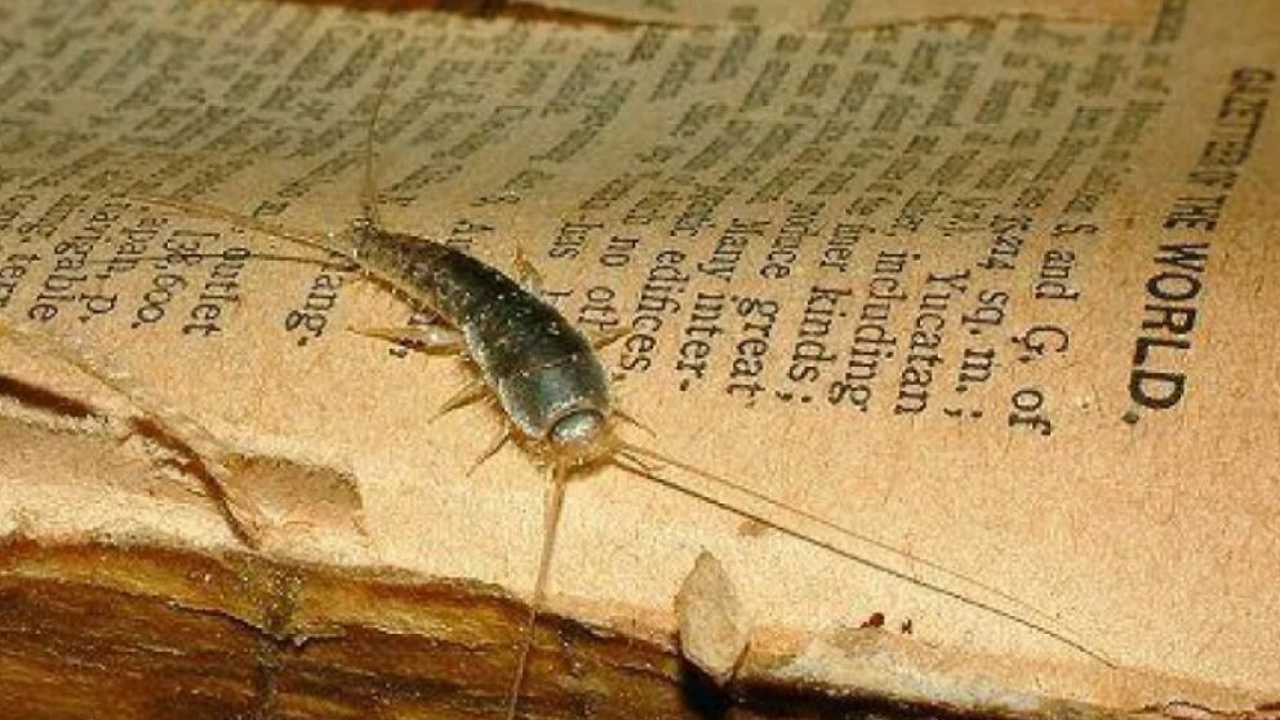 Pececillo de plata plaga y como resolverlo