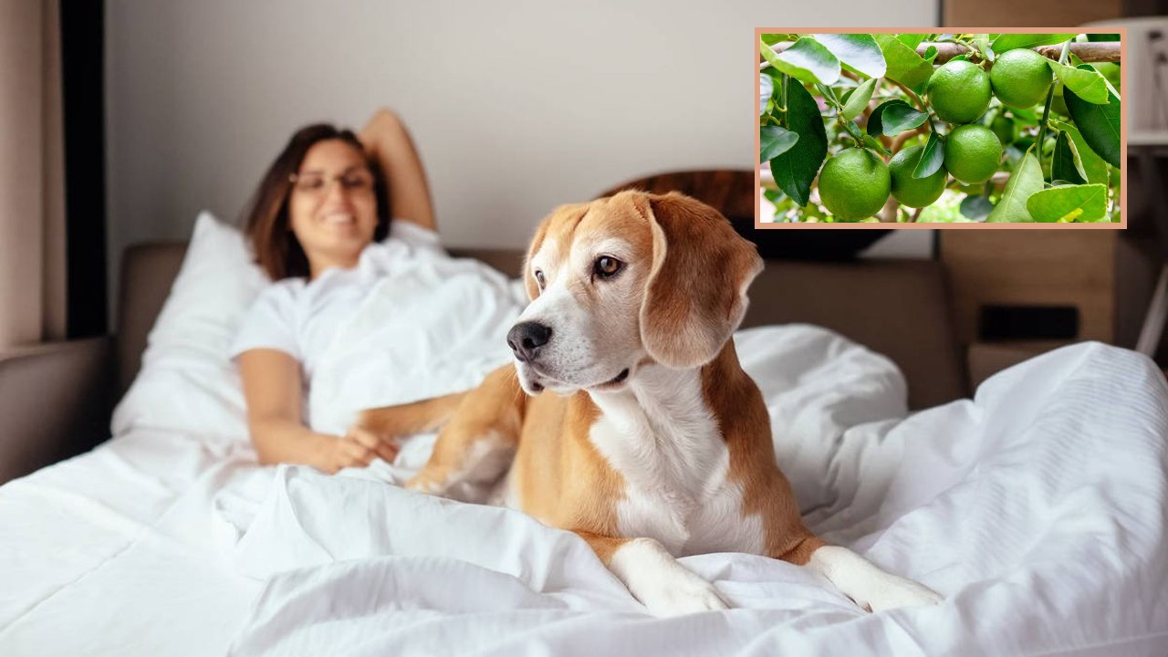 Como eliminar los pelos de tu perro o gato