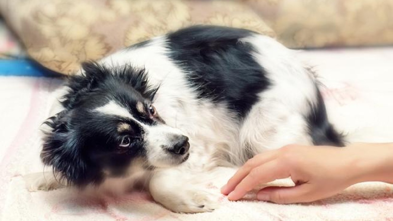 ¿Por qué mi perro tiembla?