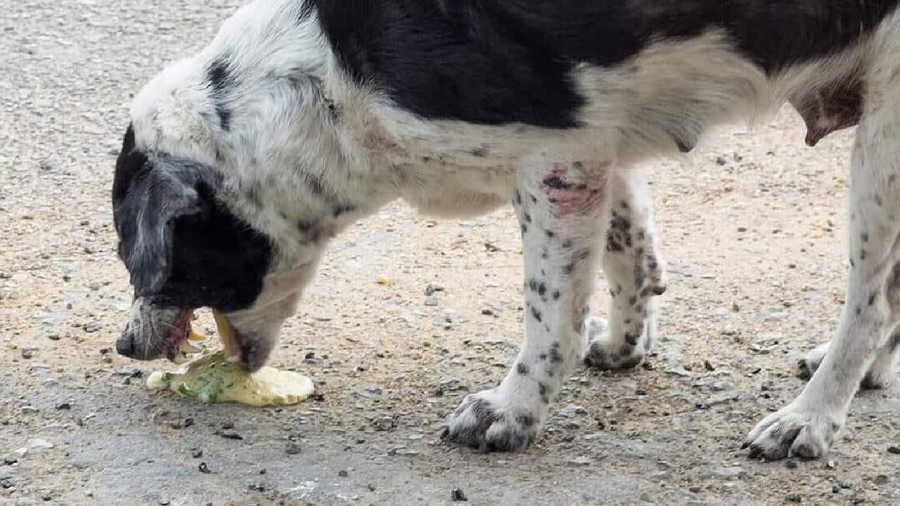 perro que vomita espuma blanca o amarilla remedios caseros