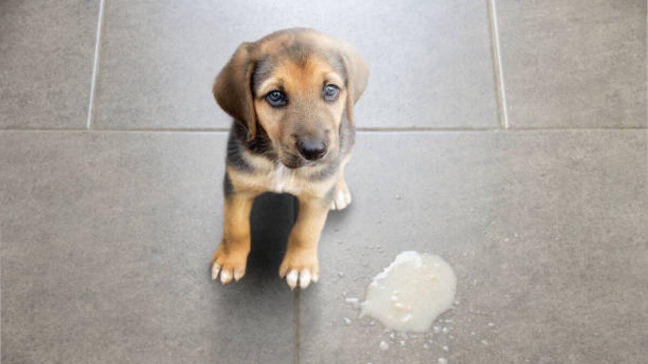 perro que vomita espuma blanca o amarilla remedios caseros