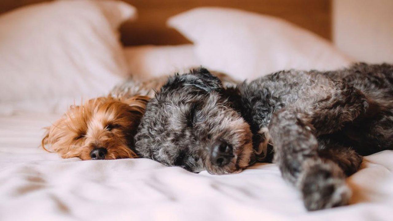 ¿Por qué mi perro tiembla?