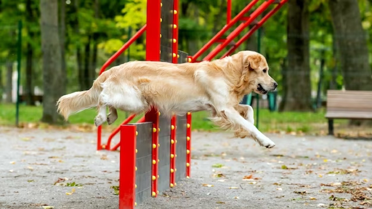 ¿Por qué mi perro tiembla?