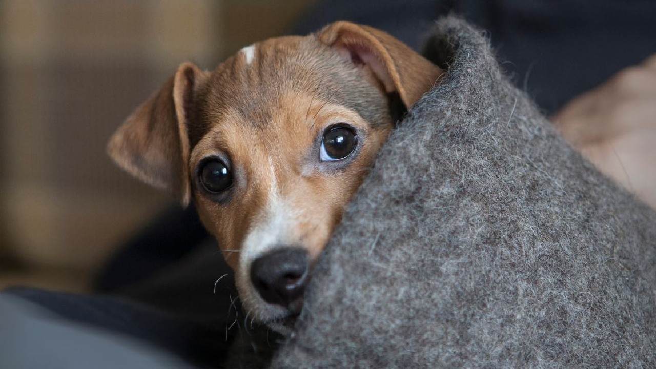 ¿Por qué mi perro tiembla?