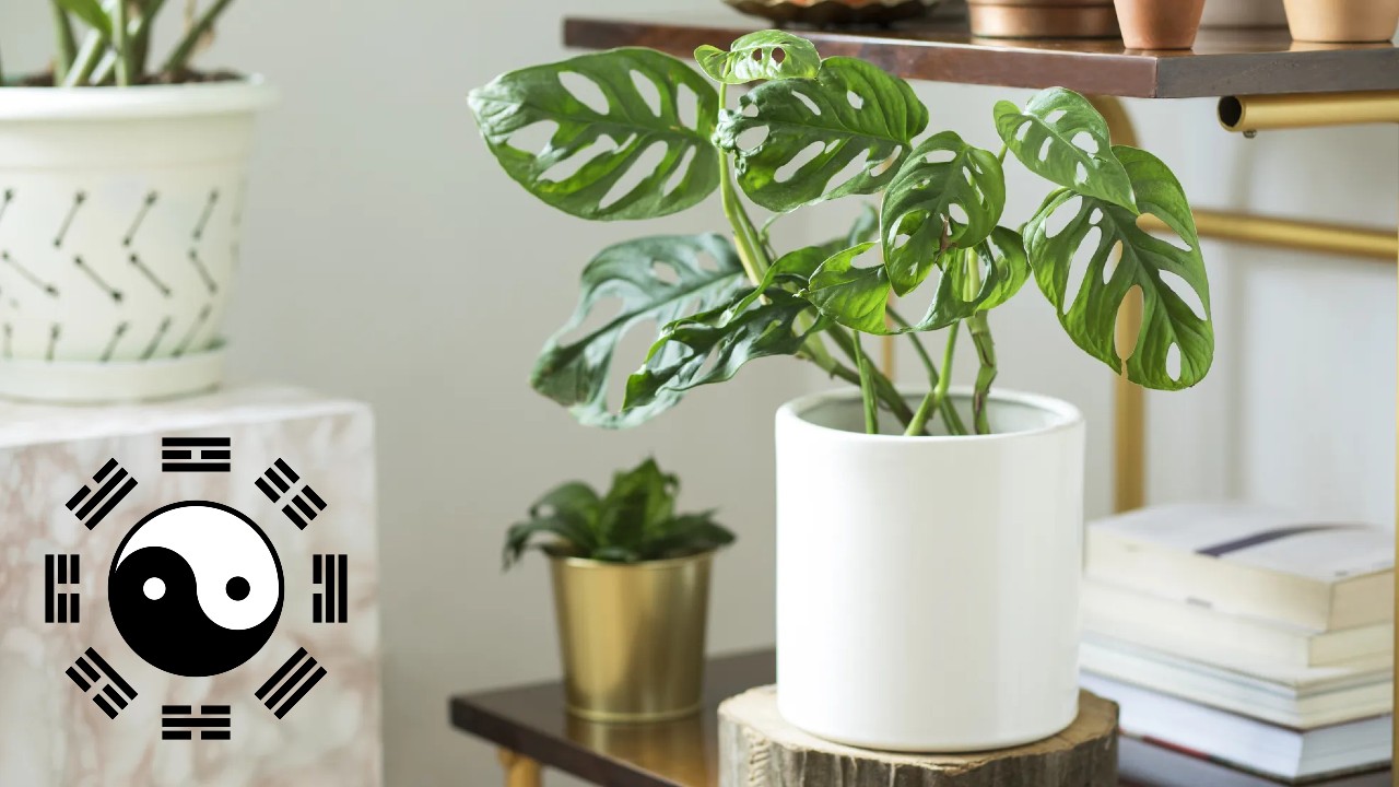 plantas que te ayudarán a atraer el amor y la armonía a tu hogar según el Feng Shui