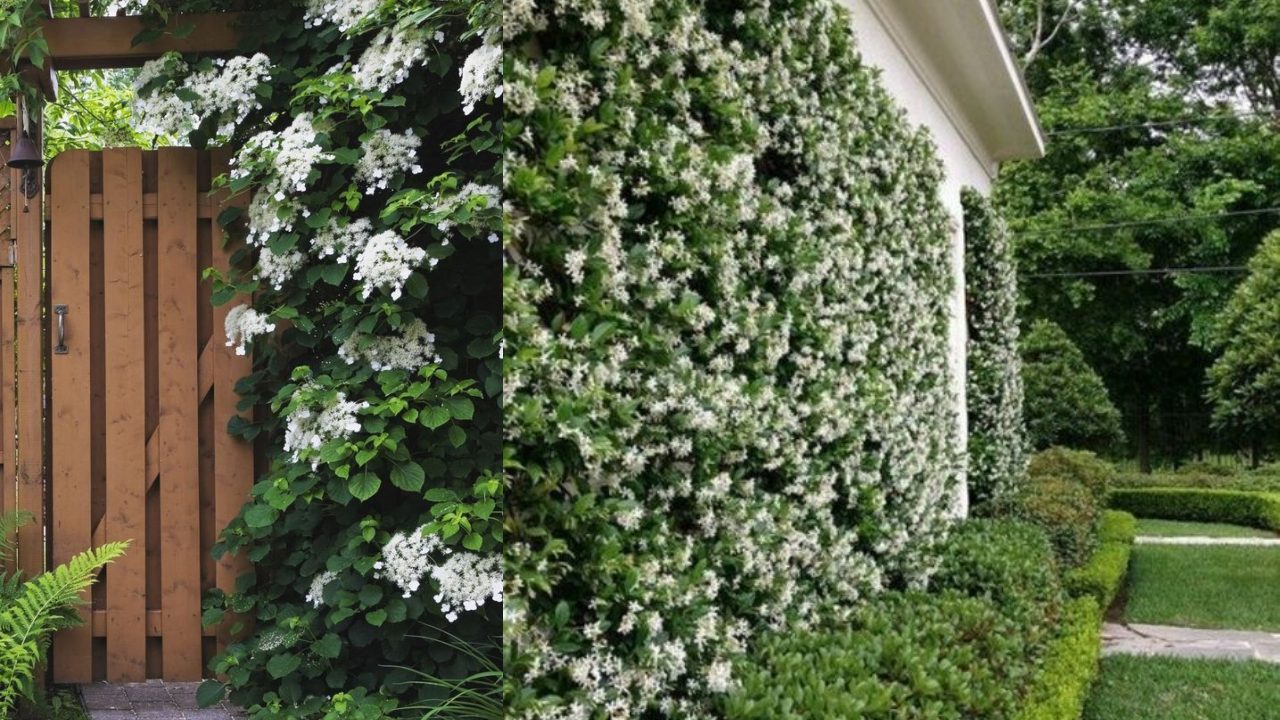 Las 3 plantas trepadoras más hermosas