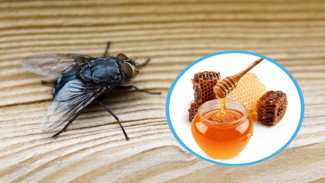 Poderosa trampa para moscas con miel